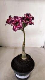 ENXERTO 12247 – 20cm (cor LM 989) - Id: Estrela Purpura - Imagem 2