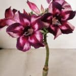 ENXERTO 12247 – 20cm (cor LM 989) - Id: Estrela Purpura