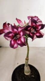 ENXERTO 12247 – 20cm (cor LM 989) - Id: Estrela Purpura