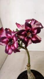 ENXERTO 12247 – 20cm (cor LM 989) - Id: Estrela Purpura - Imagem 3