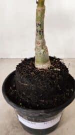 ENXERTO 12247 – 20cm (cor LM 989) - Id: Estrela Purpura - Imagem 6