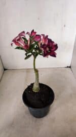 ENXERTO 12247 – 20cm (cor LM 989) - Id: Estrela Purpura - Imagem 5