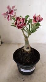 ENXERTO 12248 – 20cm (cor LM 977) - Imagem 2