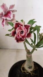 ENXERTO 12248 – 20cm (cor LM 977)