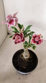 ENXERTO 12248 – 20cm (cor LM 977) - Imagem 6