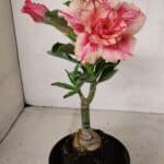 ENXERTO 12249 – 20cm (cor LM 402)