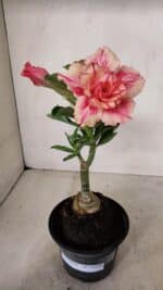 ENXERTO 12249 – 20cm (cor LM 402)