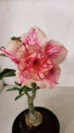 ENXERTO 12249 – 20cm (cor LM 402) - Imagem 3