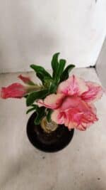 ENXERTO 12249 – 20cm (cor LM 402) - Imagem 4