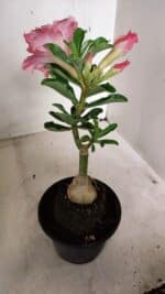 ENXERTO 12249 – 20cm (cor LM 402) - Imagem 5