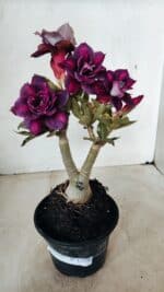 ENXERTO 12250 – 22cm (cor LM 992) - Imagem 2