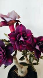 ENXERTO 12250 – 22cm (cor LM 992) - Imagem 3