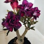 ENXERTO 12250 – 22cm (cor LM 992)