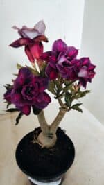 ENXERTO 12250 – 22cm (cor LM 992)