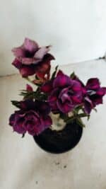 ENXERTO 12250 – 22cm (cor LM 992) - Imagem 4