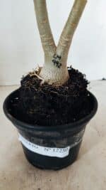 ENXERTO 12250 – 22cm (cor LM 992) - Imagem 7