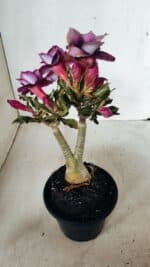 ENXERTO 12250 – 22cm (cor LM 992) - Imagem 6