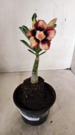 ENXERTO 12251 – 20cm (cor LM 827) - Imagem 2