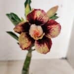 ENXERTO 12251 – 20cm (cor LM 827)