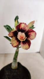 ENXERTO 12251 – 20cm (cor LM 827)