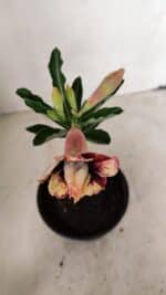 ENXERTO 12251 – 20cm (cor LM 827) - Imagem 4