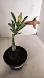 ENXERTO 12251 – 20cm (cor LM 827) - Imagem 6