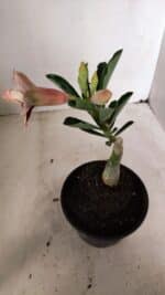 ENXERTO 12251 – 20cm (cor LM 827) - Imagem 5