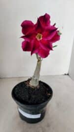 ENXERTO 12252 – 20cm (cor LM 988) - Imagem 2