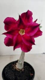 ENXERTO 12252 – 20cm (cor LM 988)