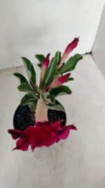 ENXERTO 12252 – 20cm (cor LM 988) - Imagem 4