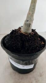 ENXERTO 12252 – 20cm (cor LM 988) - Imagem 5