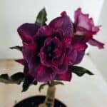 ENXERTO 12254 – 20cm (cor LM 992)