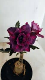 ENXERTO 12254 – 20cm (cor LM 992)