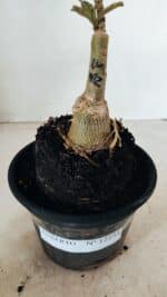 ENXERTO 12254 – 20cm (cor LM 992) - Imagem 7