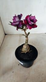 ENXERTO 12254 – 20cm (cor LM 992) - Imagem 6