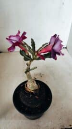 ENXERTO 12254 – 20cm (cor LM 992) - Imagem 5