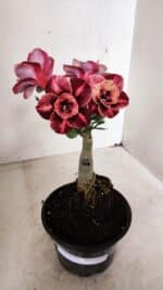 ENXERTO 12255 – 20cm (cor LM 889) - Imagem 2