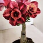 ENXERTO 12255 – 20cm (cor LM 889)