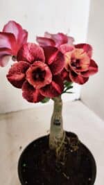 ENXERTO 12255 – 20cm (cor LM 889)