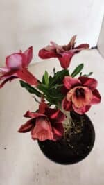 ENXERTO 12255 – 20cm (cor LM 889) - Imagem 5