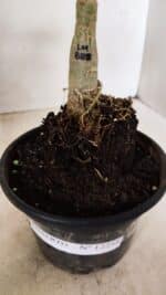 ENXERTO 12255 – 20cm (cor LM 889) - Imagem 8