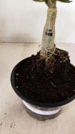 ENXERTO 12255 – 20cm (cor LM 889) - Imagem 7