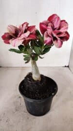 ENXERTO 12255 – 20cm (cor LM 889) - Imagem 6