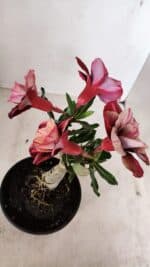 ENXERTO 12255 – 20cm (cor LM 889) - Imagem 4