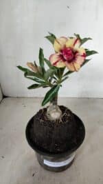 ENXERTO 12257 – 20cm (cor LM 749) - Imagem 2