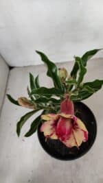 ENXERTO 12257 – 20cm (cor LM 749) - Imagem 4