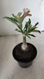 ENXERTO 12257 – 20cm (cor LM 749) - Imagem 5