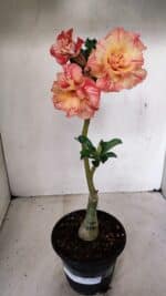 ENXERTO 12258 – 30cm (cor LM 582) - Imagem 2