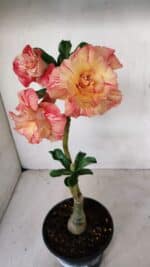 ENXERTO 12258 – 30cm (cor LM 582) - Imagem 5