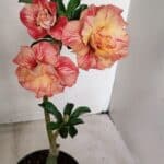 ENXERTO 12258 – 30cm (cor LM 582)